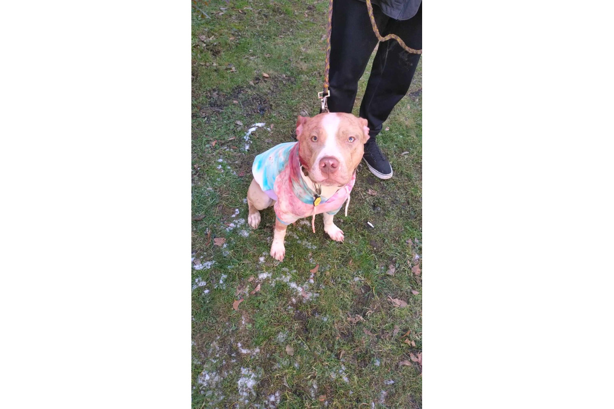 FOTO: Na sídlisku v Banskej Bystrici došlo k nepríjemnej bitke psov. Napadnuté zviera aj majiteľka zostali dohryzení, foto 5