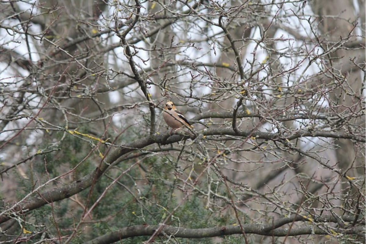 FOTO: Na celom Slovensku sa počas vtáčiej hodinky zaznamenalo 67 332 vtákov, foto 15