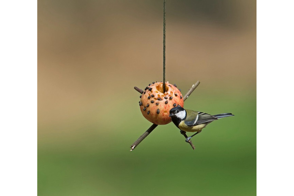 FOTO: Na celom Slovensku sa počas vtáčiej hodinky zaznamenalo 67 332 vtákov, foto 19
