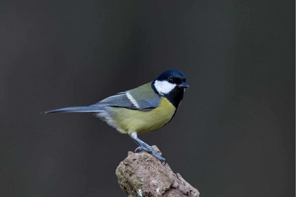 FOTO: Na celom Slovensku sa počas vtáčiej hodinky zaznamenalo 67 332 vtákov, foto 21