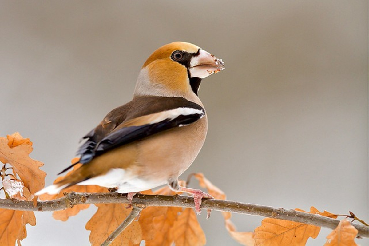 FOTO: Na celom Slovensku sa počas vtáčiej hodinky zaznamenalo 67 332 vtákov, foto 26
