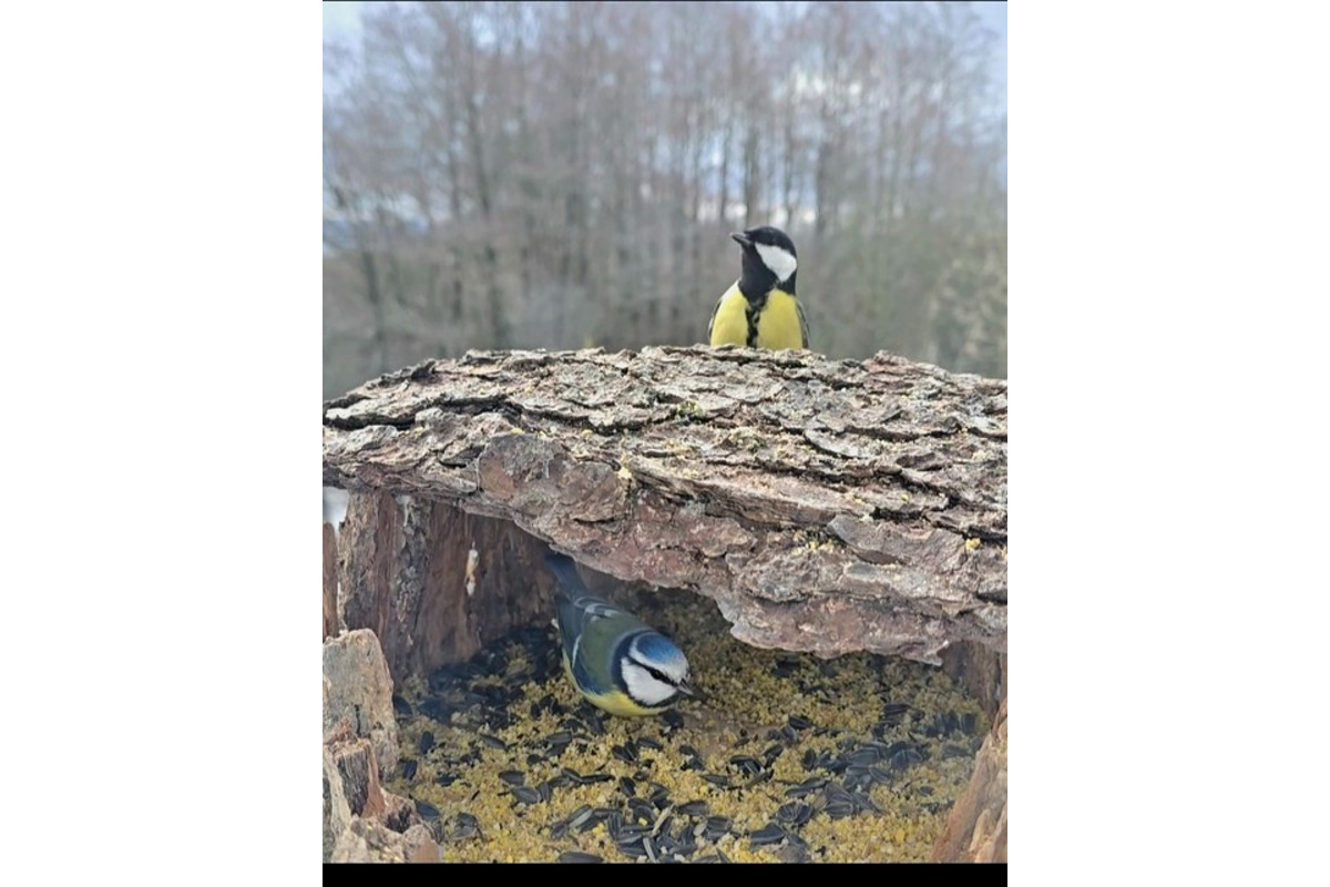 FOTO: Na celom Slovensku sa počas vtáčiej hodinky zaznamenalo 67 332 vtákov, foto 27