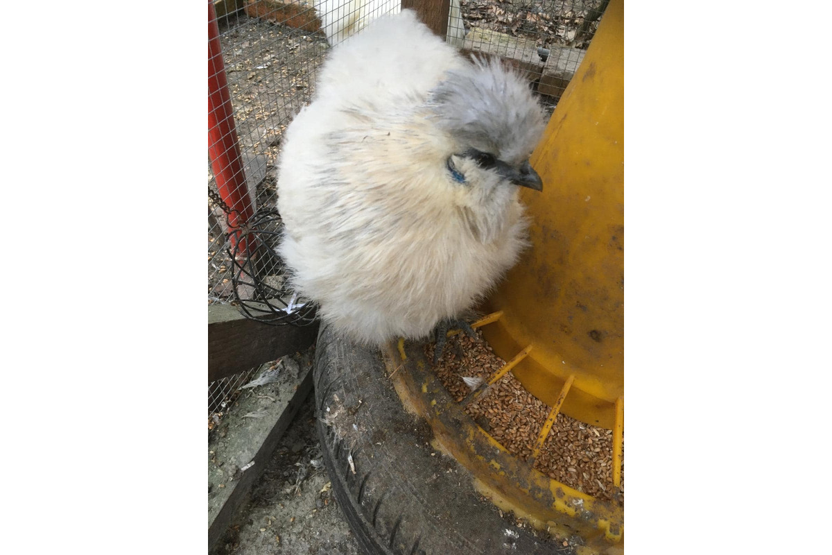 FOTO: Zábery sadzí od občanov, foto 3