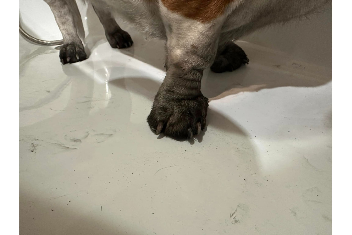 FOTO: Zábery sadzí od občanov, foto 6