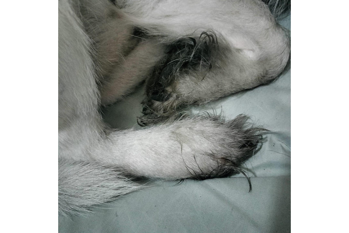 FOTO: Zábery sadzí od občanov, foto 9