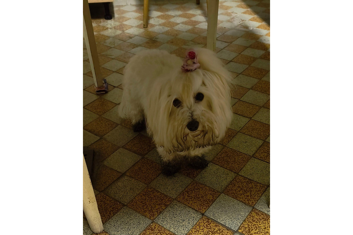 FOTO: Zábery sadzí od občanov, foto 15