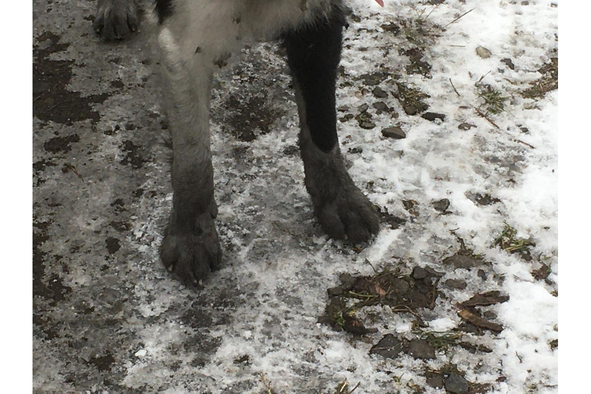FOTO: Čierna sadza vo Zvolene naďalej znečisťuje mesto, foto 10