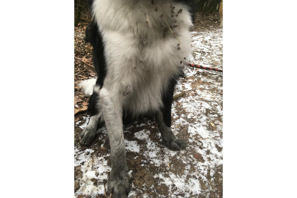 FOTO: Čierna sadza vo Zvolene naďalej znečisťuje mesto, foto 15