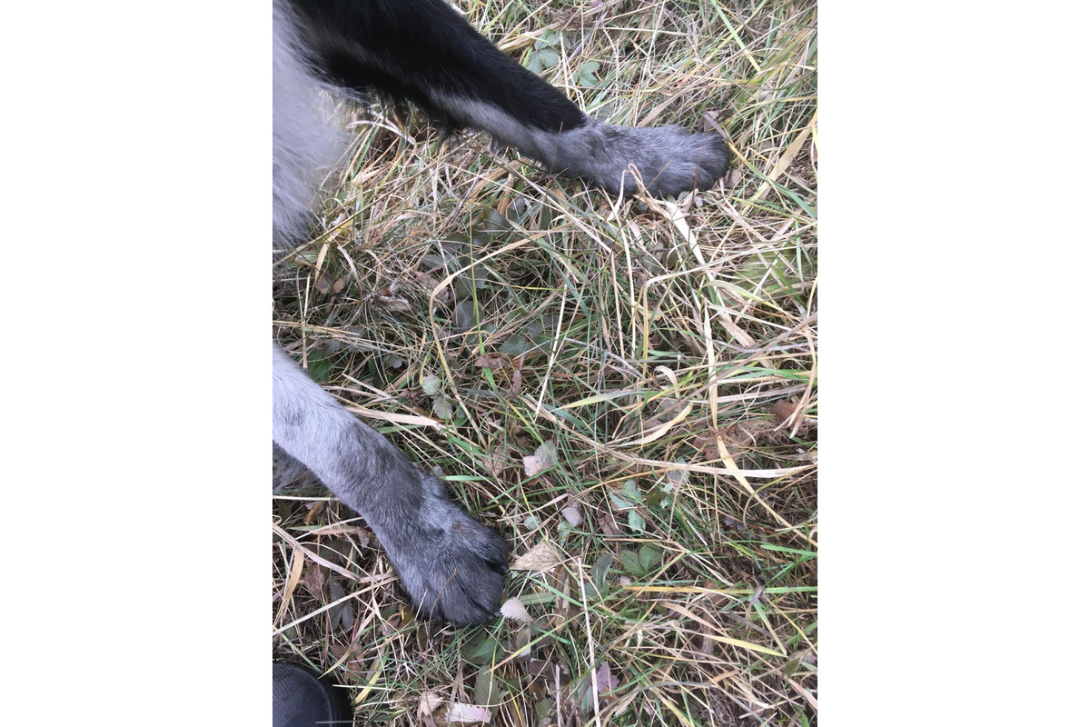 FOTO: Čierna sadza vo Zvolene naďalej znečisťuje mesto, foto 17