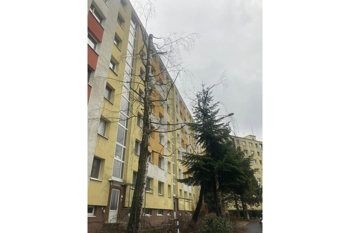 FOTO: Spílené stromy v Sásovej nahnevali obyvateľov, foto 1