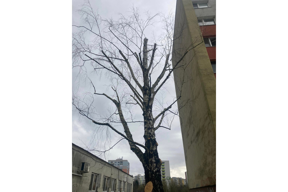 FOTO: Spílené stromy v Sásovej nahnevali obyvateľov, foto 2