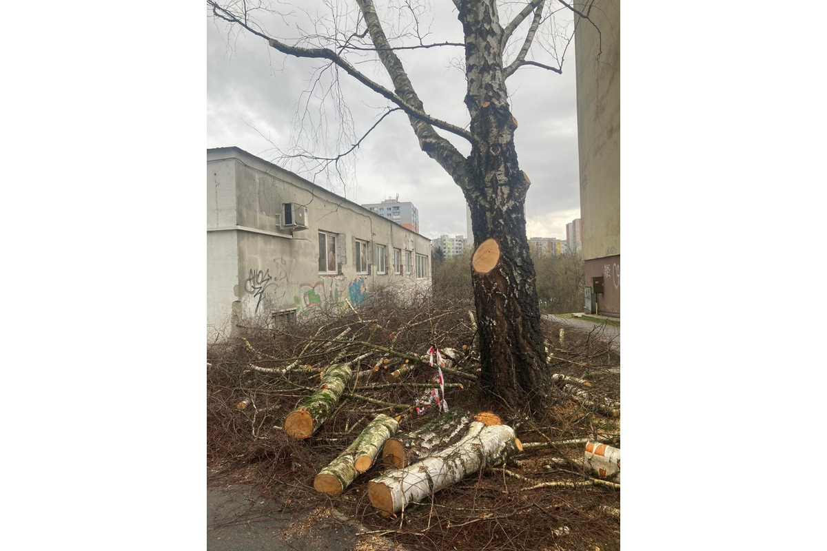 FOTO: Spílené stromy v Sásovej nahnevali obyvateľov, foto 3