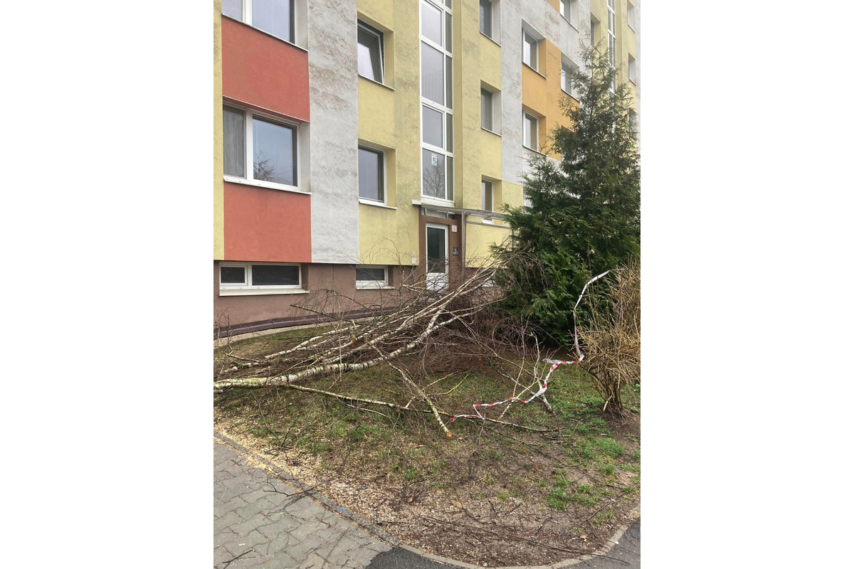 FOTO: Spílené stromy v Sásovej nahnevali obyvateľov, foto 5