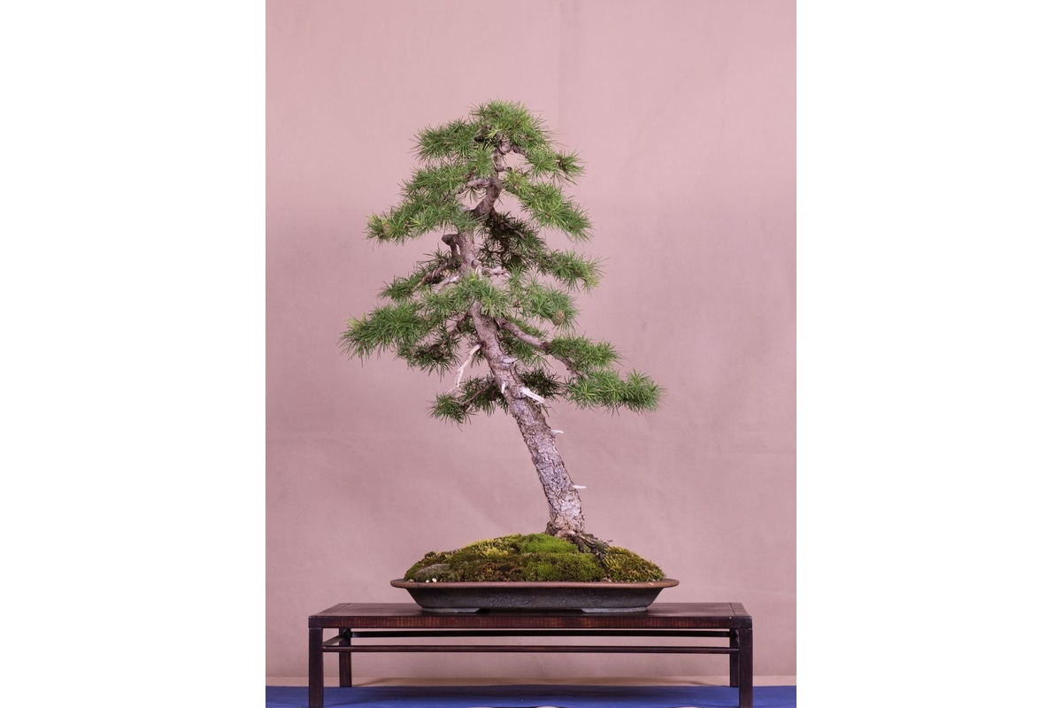 FOTO: Gardeniáda po prvýkrát v Banskej Bystrici!, foto 4