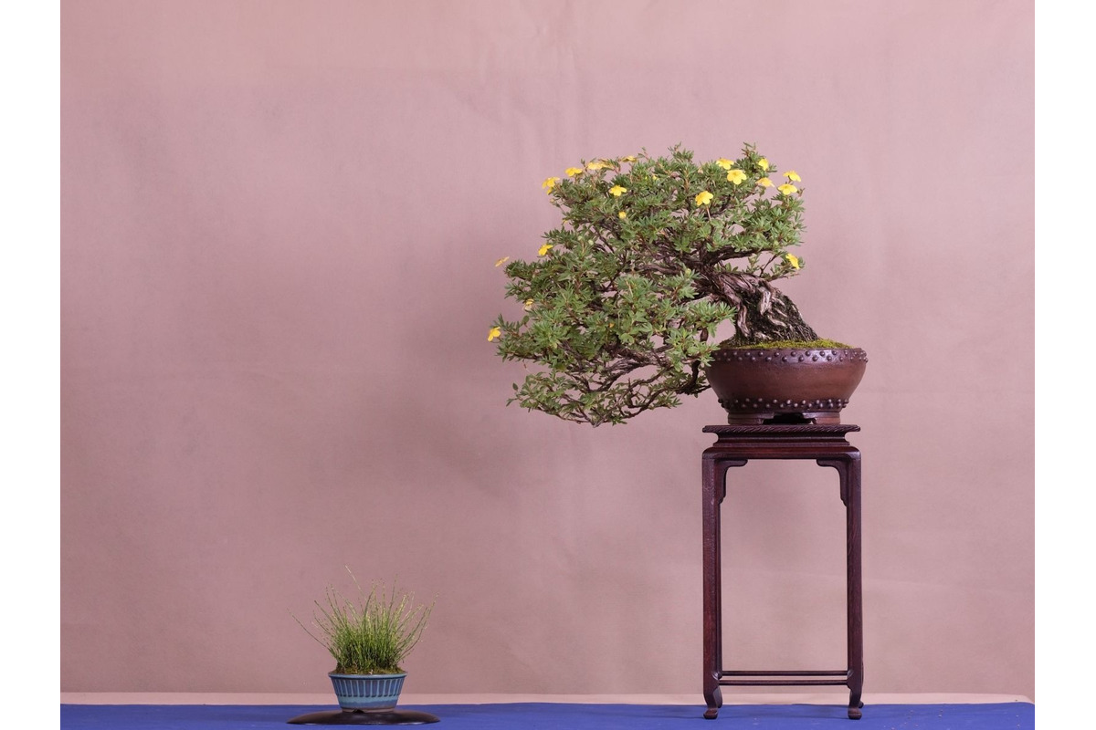 FOTO: Gardeniáda po prvýkrát v Banskej Bystrici!, foto 8