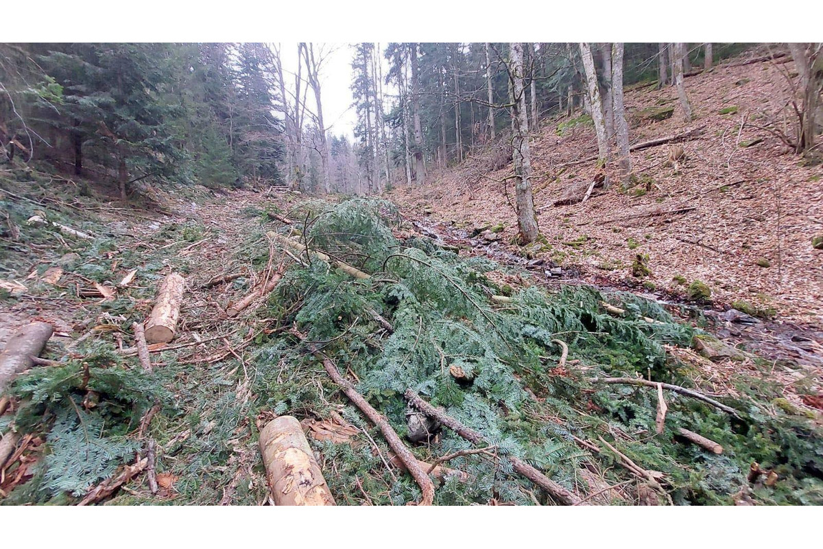FOTO: Ťažba dreva ničí vzácne územie v Nízkych Tatrách, foto 1