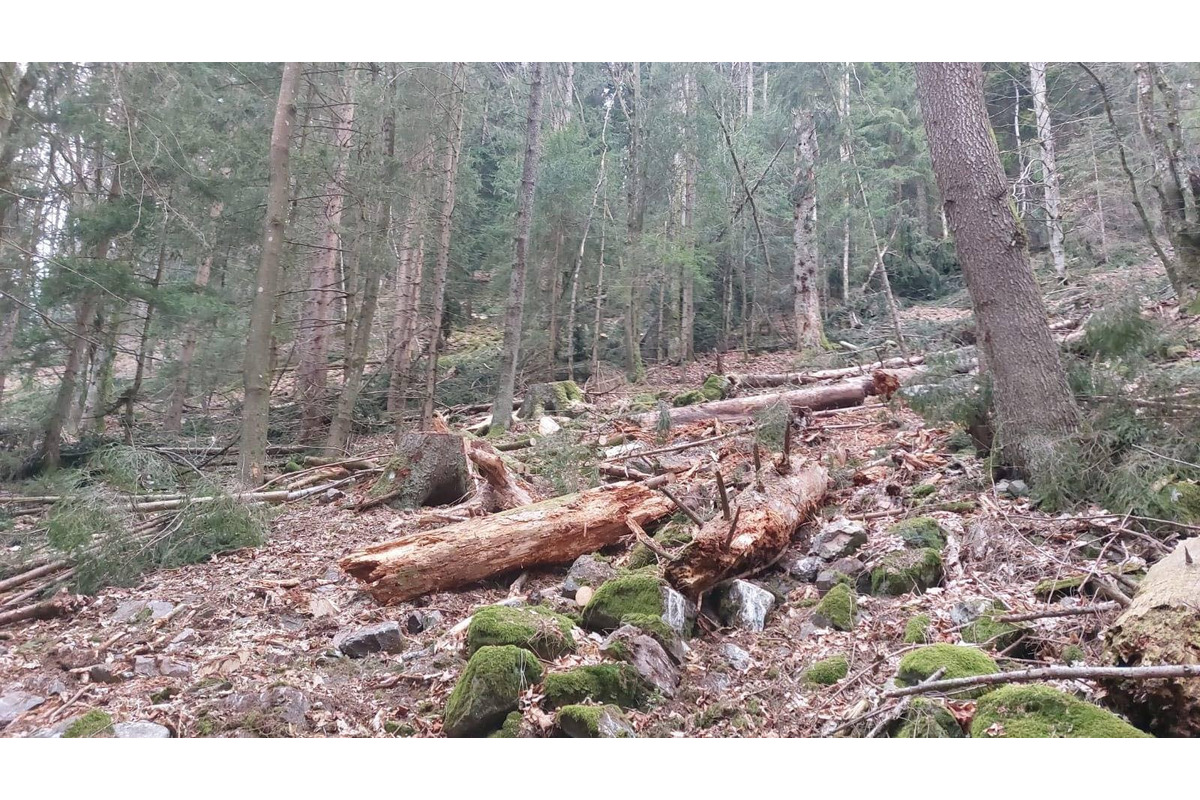 FOTO: Ťažba dreva ničí vzácne územie v Nízkych Tatrách, foto 2