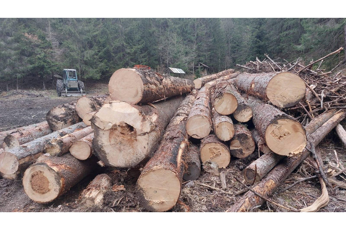 FOTO: Ťažba dreva ničí vzácne územie v Nízkych Tatrách, foto 4