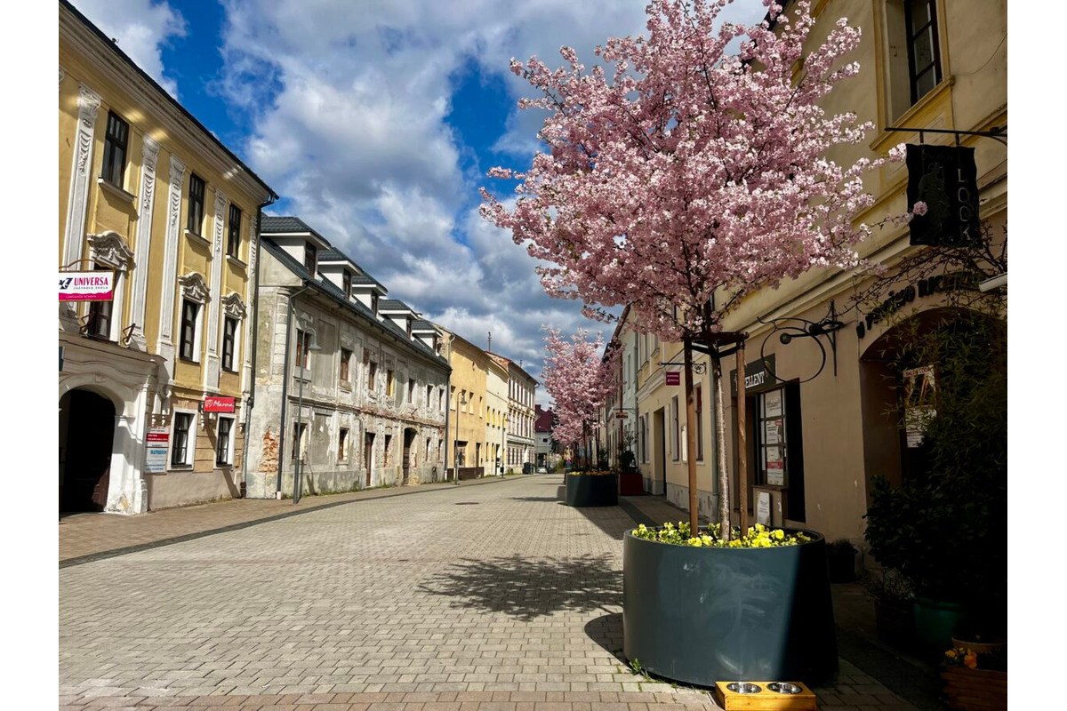 FOTO: Lazovná ulica v Bystrici bude zelenšia, mesto do nej investuje 14-tisíc eur, foto 6