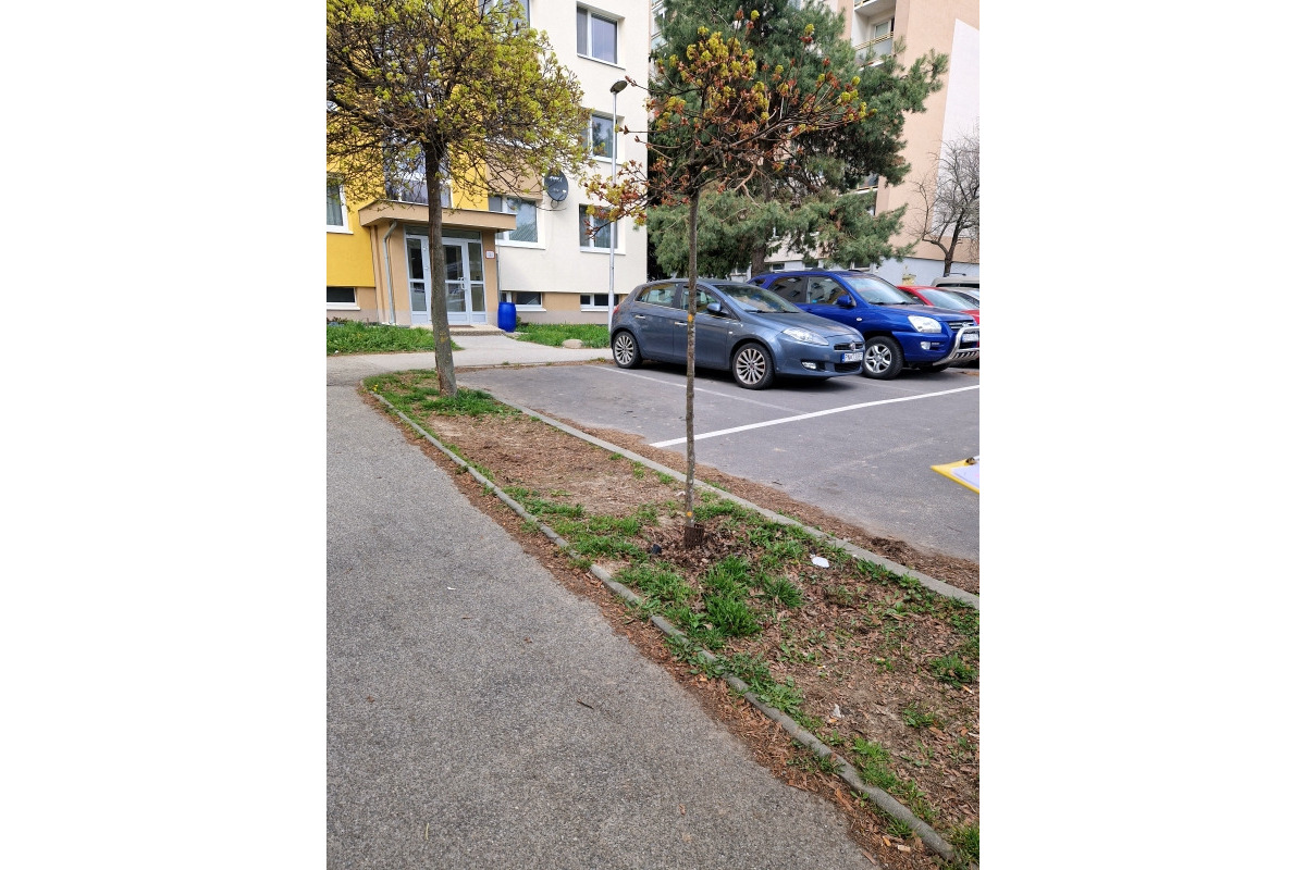 FOTO: Na sídlisku Podlavice plánujú vyrúbať viacero stromov, foto 4
