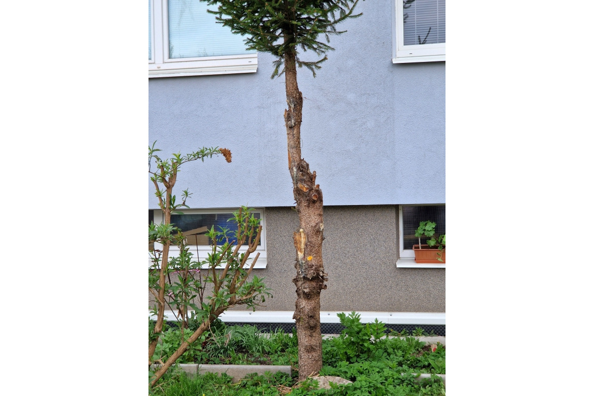 FOTO: Na sídlisku Podlavice plánujú vyrúbať viacero stromov, foto 5