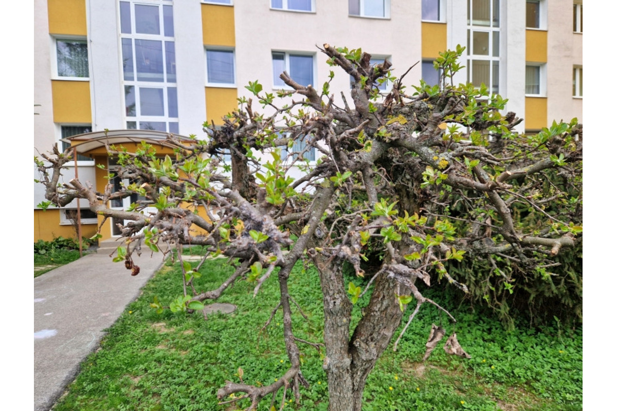 FOTO: Na sídlisku Podlavice plánujú vyrúbať viacero stromov, foto 6