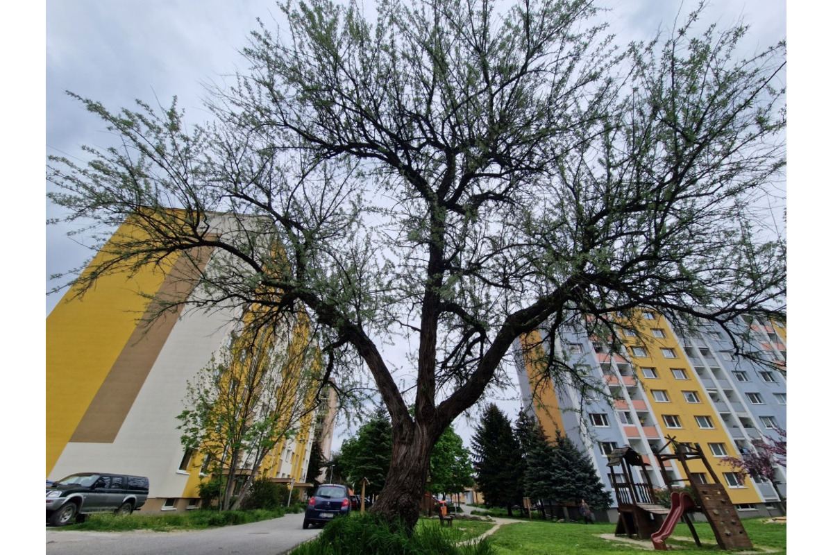 FOTO: Na sídlisku Podlavice plánujú vyrúbať viacero stromov, foto 8