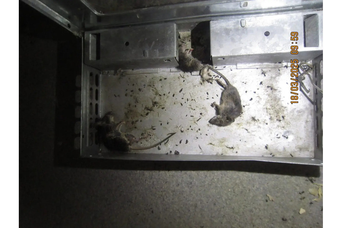 FOTO: Inšpektori kontrolovali predajne potravín. Našli v nich pleseň, mŕtve hlodavce aj trus v potravinách, foto 5