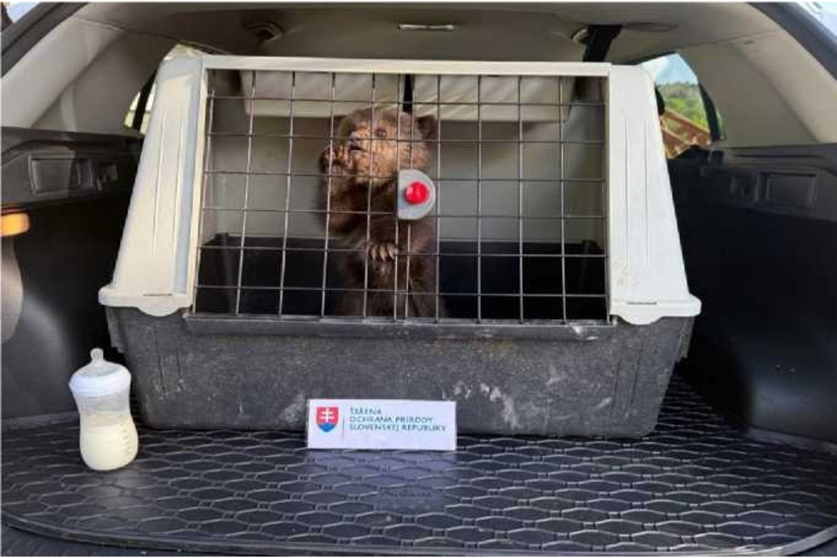 FOTO: V obci pri Brezne chytili mláďa medveďa, odviezli ho do Bojníc, foto 1