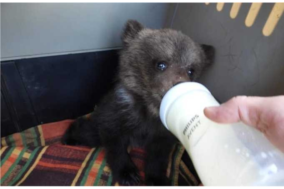 FOTO: V obci pri Brezne chytili mláďa medveďa, odviezli ho do Bojníc, foto 2