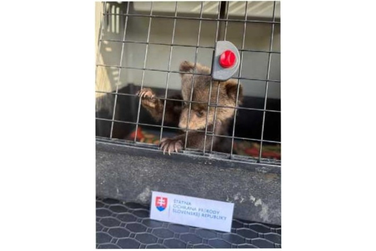 FOTO: V obci pri Brezne chytili mláďa medveďa, odviezli ho do Bojníc, foto 3