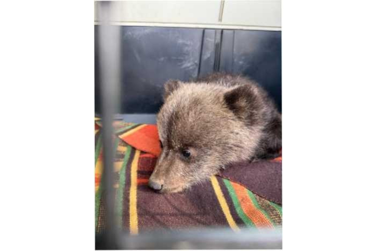 FOTO: V obci pri Brezne chytili mláďa medveďa, odviezli ho do Bojníc, foto 4
