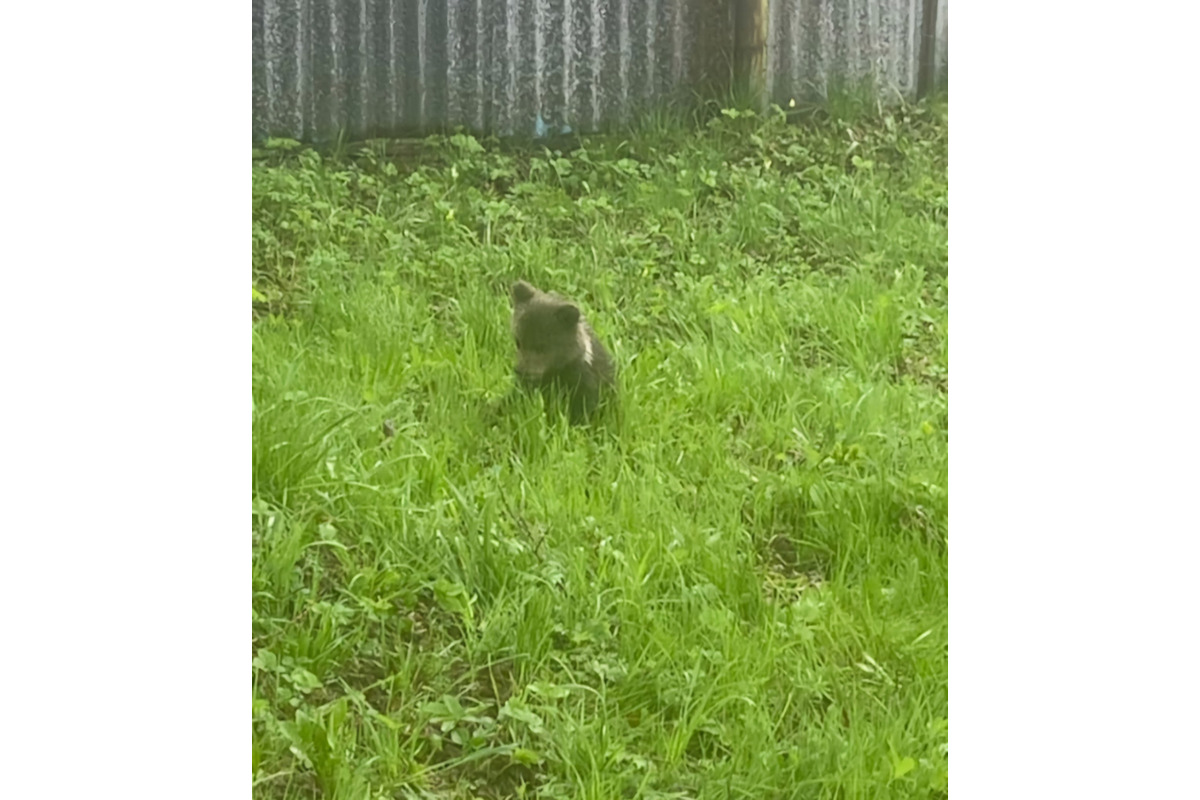FOTO: V obci pri Brezne chytili mláďa medveďa, odviezli ho do Bojníc, foto 5