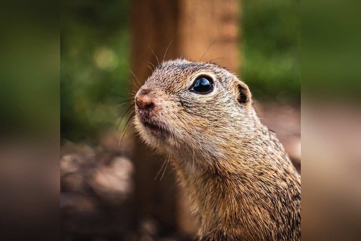 FOTO: Sysľovisko a Obrovisko v Muráni, foto 3