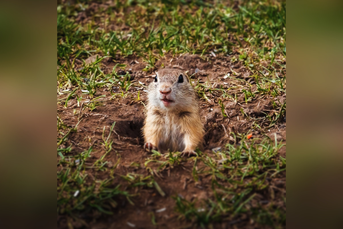 FOTO: Sysľovisko a Obrovisko v Muráni, foto 4