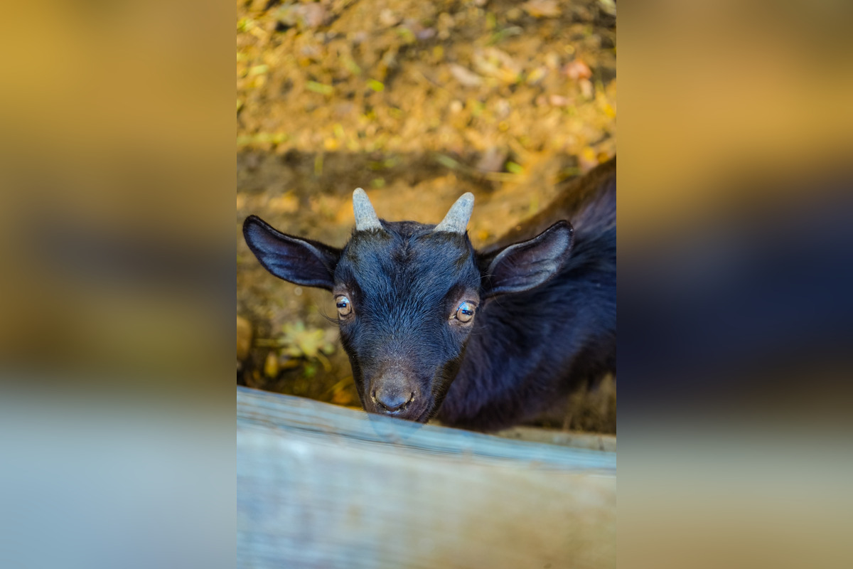 FOTO: Sysľovisko a Obrovisko v Muráni, foto 5