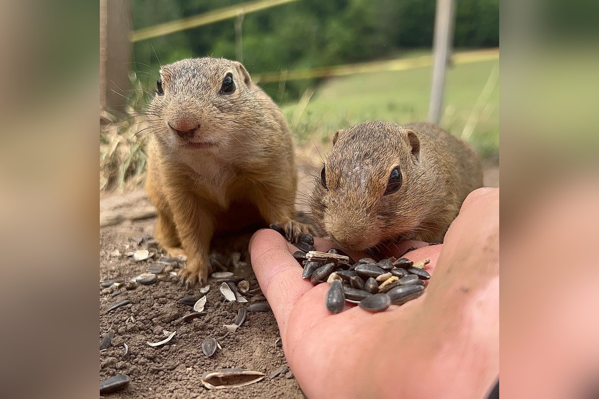 FOTO: Sysľovisko a Obrovisko v Muráni, foto 6