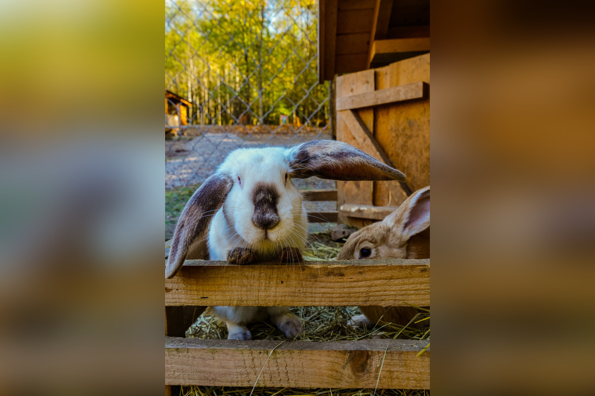 FOTO: Sysľovisko a Obrovisko v Muráni, foto 8