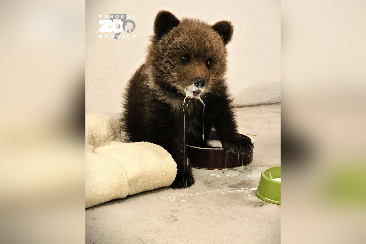 FOTO: Bojnická zoo prijala miedvieďa, mladá samica sa túlala na ceste medzi obcami , foto 3