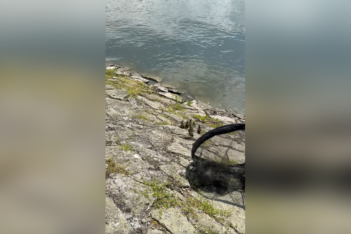 FOTO: Záchranná akcia pri zvolenskej priehrade, foto 6