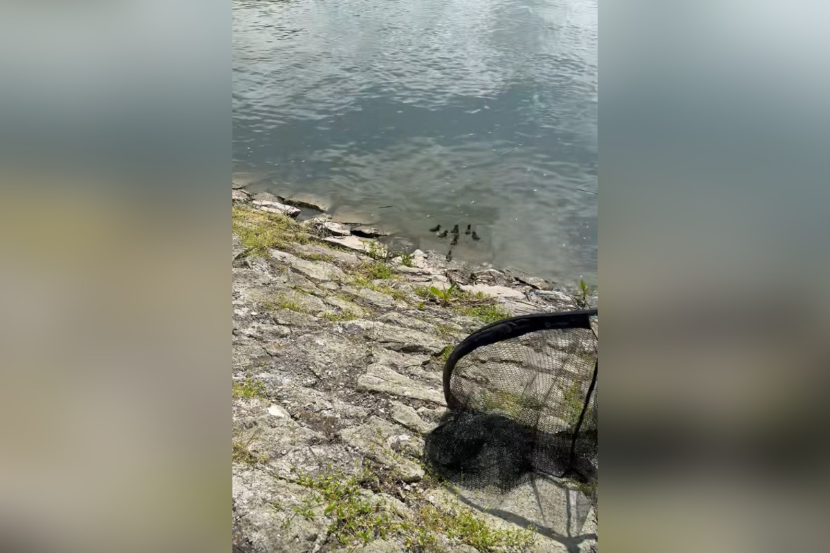 FOTO: Záchranná akcia pri zvolenskej priehrade, foto 7