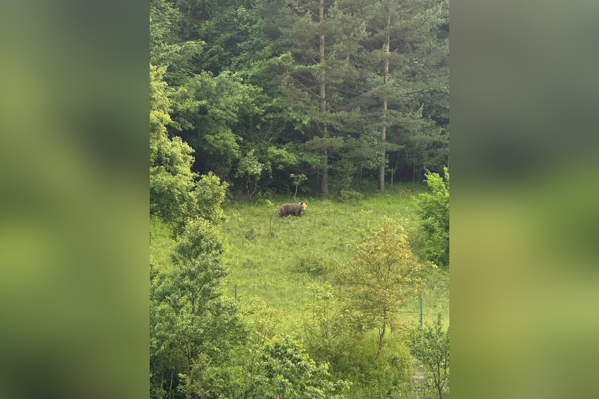 FOTO: V obci pri Banskej Bystrici sa nad cintorínom prechádzal medveď, foto 1