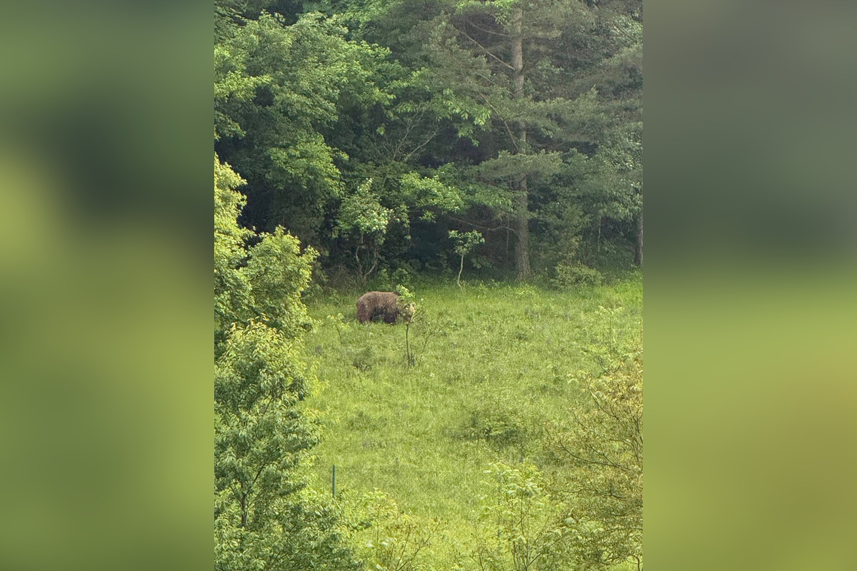 FOTO: V obci pri Banskej Bystrici sa nad cintorínom prechádzal medveď, foto 2