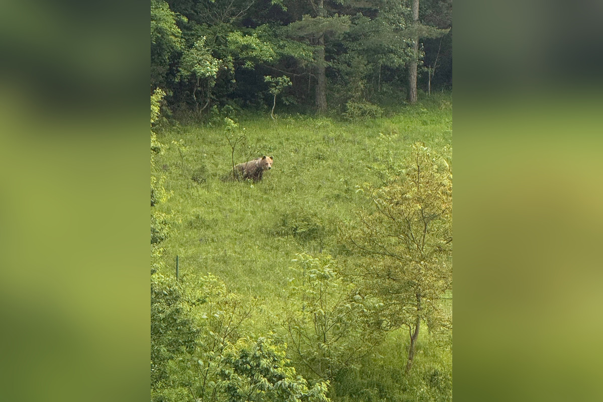 FOTO: V obci pri Banskej Bystrici sa nad cintorínom prechádzal medveď, foto 3