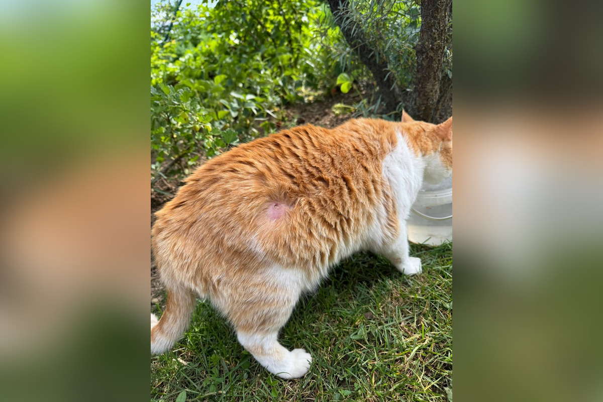 FOTO: Strieľa niekto v Bystrici po zvieratách? Jánov kocúr má takéto zranenie, foto 1