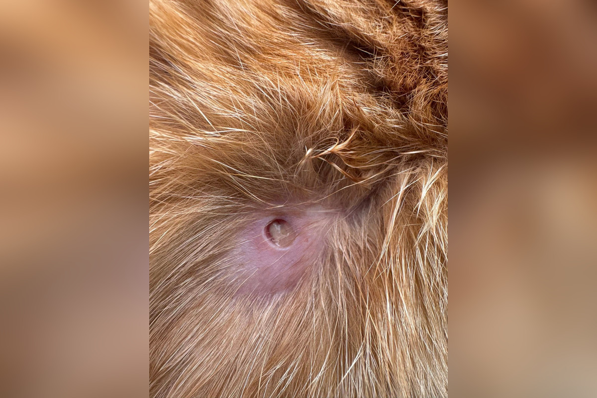 FOTO: Strieľa niekto v Bystrici po zvieratách? Jánov kocúr má takéto zranenie, foto 2