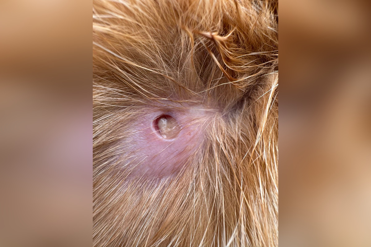 FOTO: Strieľa niekto v Bystrici po zvieratách? Jánov kocúr má takéto zranenie, foto 3