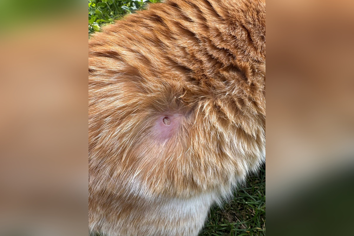 FOTO: Strieľa niekto v Bystrici po zvieratách? Jánov kocúr má takéto zranenie, foto 4