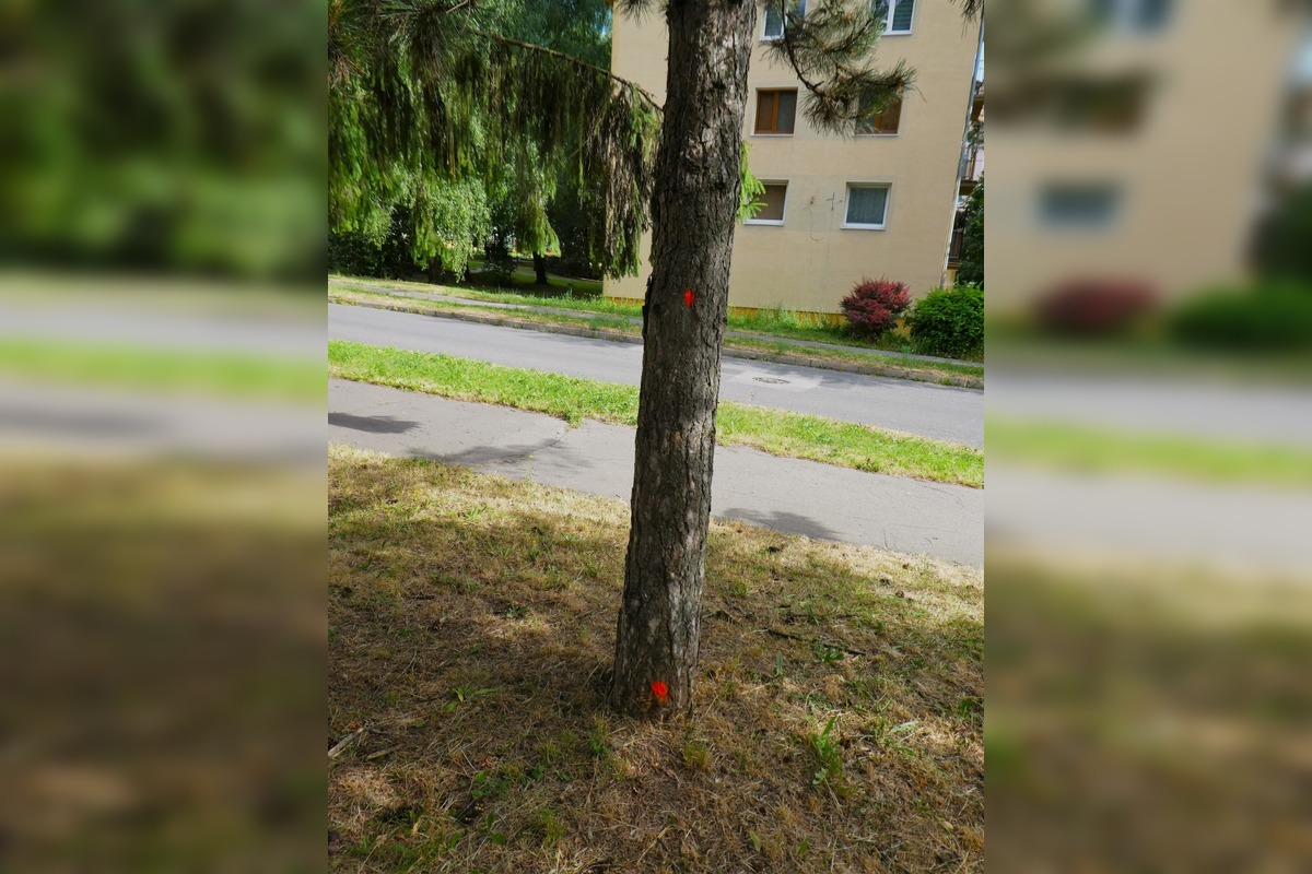 FOTO: Stromy v Banskej Bystrici sú označené na výrub, foto 1