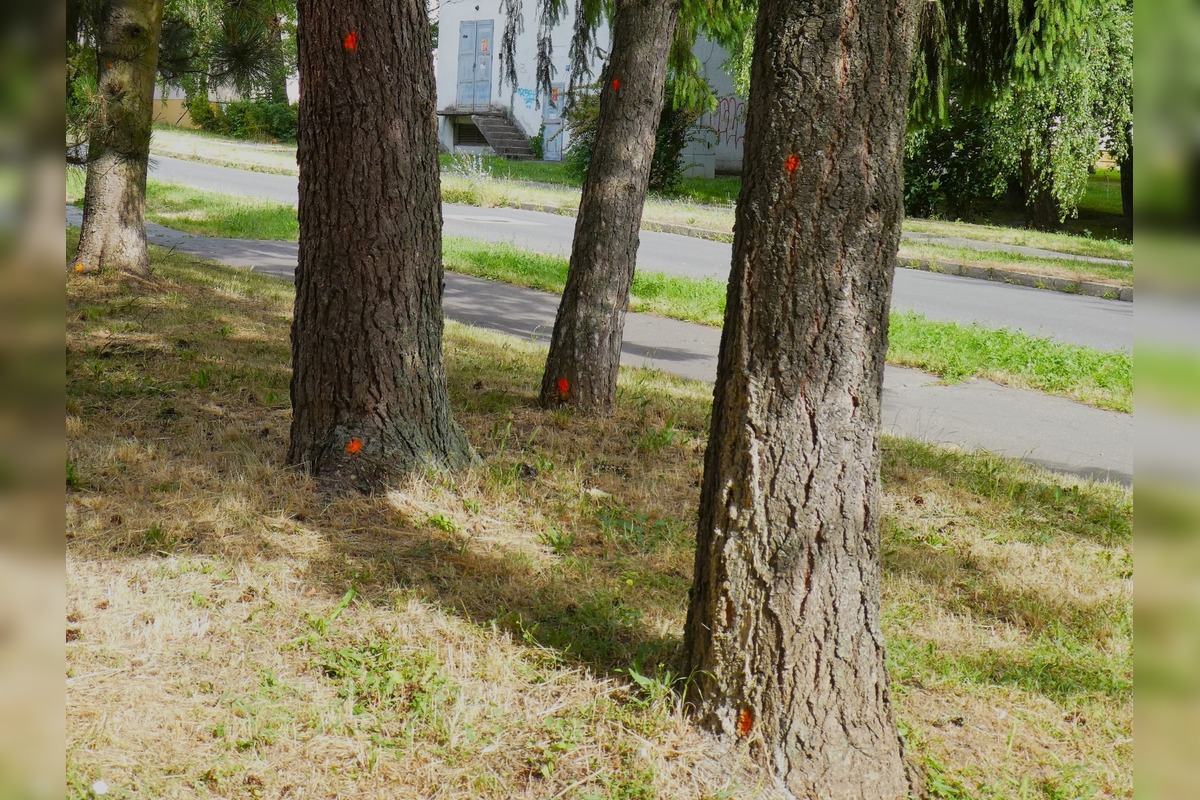 FOTO: Stromy v Banskej Bystrici sú označené na výrub, foto 4